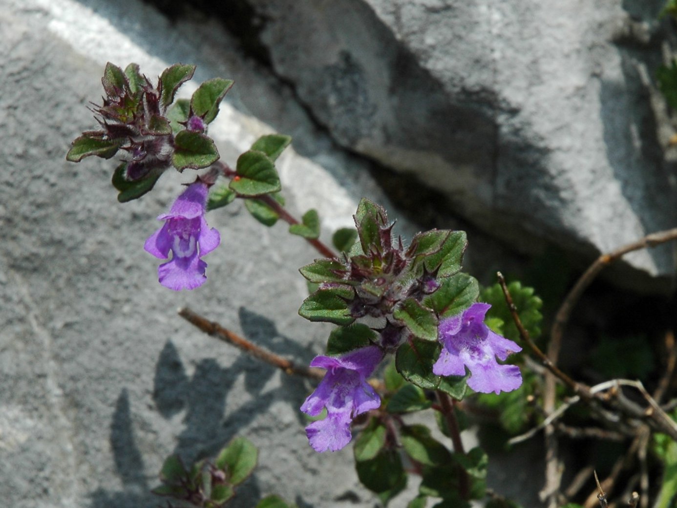 Acinos alpinus (=Clinopodium alpinum)